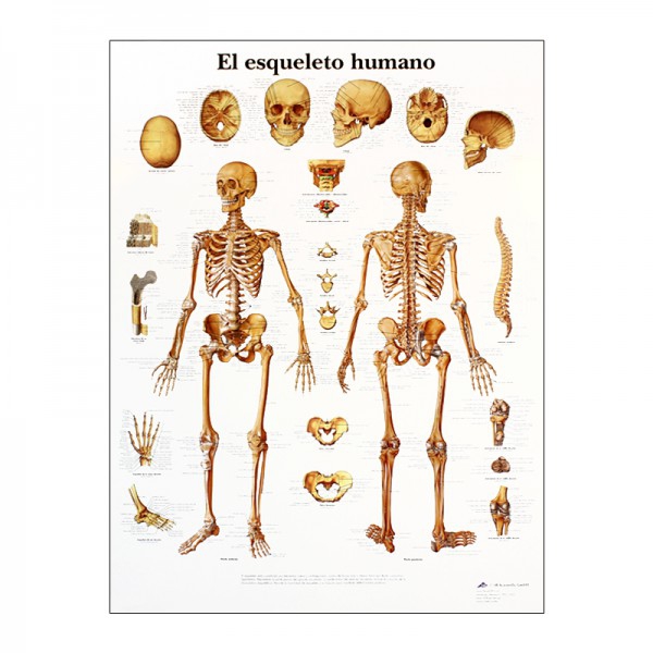 Anatomiediagramm: Menschliches Skelett